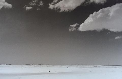 Michael P. Berman, Cloud and Cow, from the series Susurrations: the Wyoming Grasslands Photographic Project, 2014