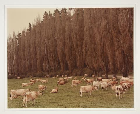 Cole Weston, Guernsey Herd, Tauranga, New Zealand, 1976, 1976