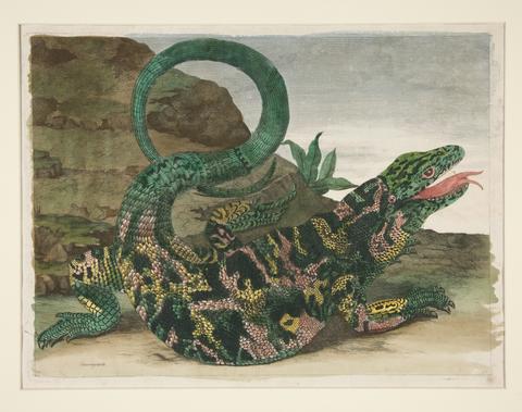 Maria Sibylla Merian, Lizard, from Metamorphosis Insectorum Surinamensium, 1705