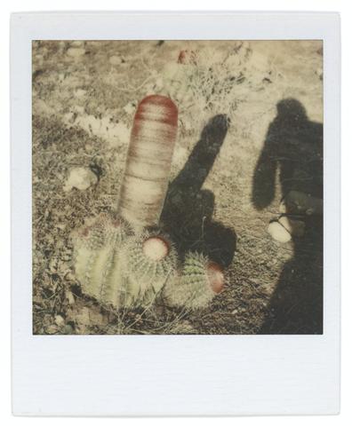 Walker Evans, Untitled [Cactus], 1973–74