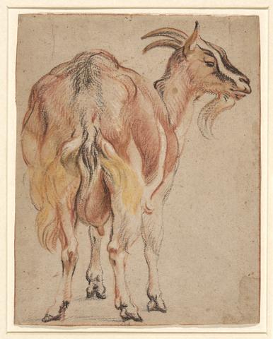 Jacob Jordaens, Goat, ca. 1657