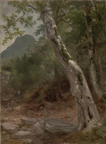 Asher Brown Durand, A Sycamore Tree, Plaaterkill Clove (The Sycamore, Kaaterskill Clove), ca. 1858