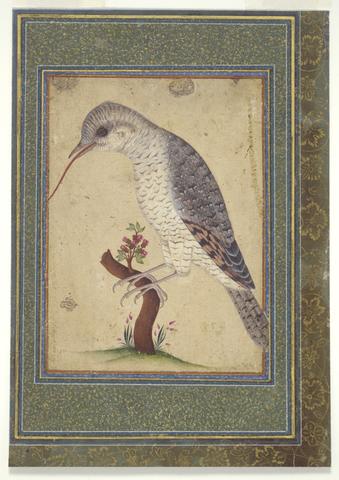 Ali Naqi, Wryneck on a Branch, 1700–1701