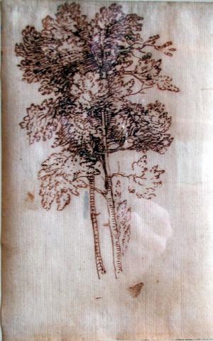 Claude Gellée, called Claude Lorrain, Study of a Tree, 1665–70