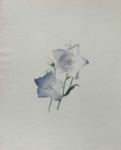 Georgia O'Keeffe, Untitled [Flower], 1887–1986