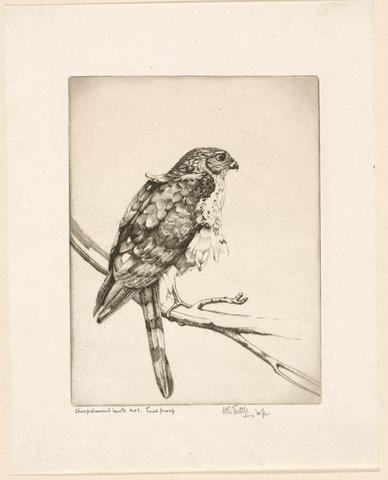 Emerson Tuttle, Sharp-shinned hawk. No. 1, 1924