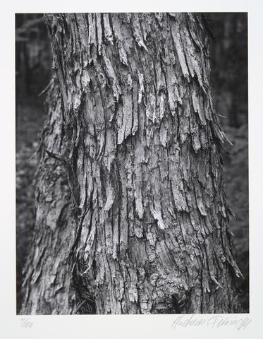 Andreas Feininger, Hop hornbeam, ostrya virginiana, from the portfolio Volume III: Trees, ca. 1960, printed later