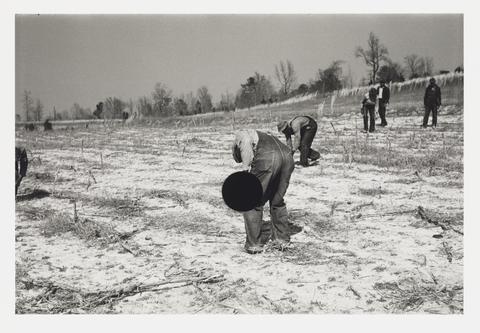 Bill McDowell, Planting slash pine, Macon County, Alabama, 1937, Arthur Rothstein, 8a08431, from the portfolio Ground, 2014