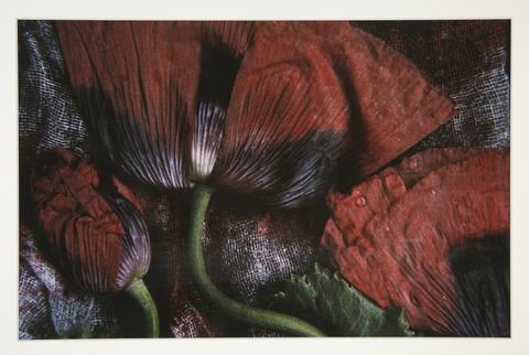 Debra Heimerdinger, Untitled #40 [Big Red Poppies], 1986