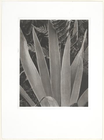 Paul Strand, Wild Iris, Maine, 1927, printed later