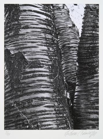 Andreas Feininger, Sweet cherry, prunus avium, from the portfolio Volume III: Trees, ca. 1960, printed later