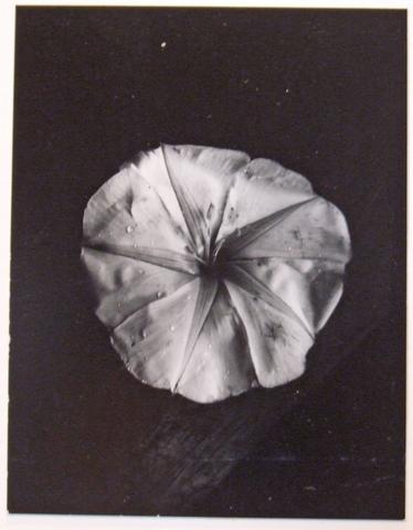 Dorothy Norman, Moonflower - Cape Cod (Woods Hole), 1934