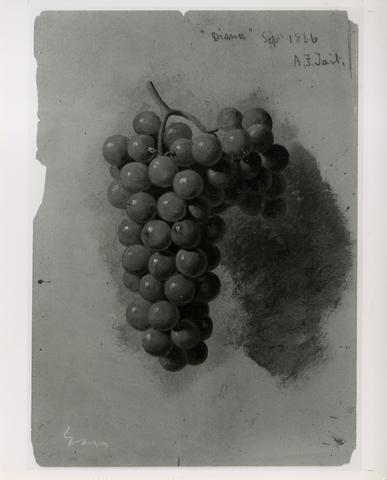 Arthur Fitzwilliam Tait, "Diana" (Grapes), 1866