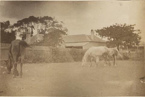 Unknown Photographer, , from the album [Sydney, Australia], ca. 1880s