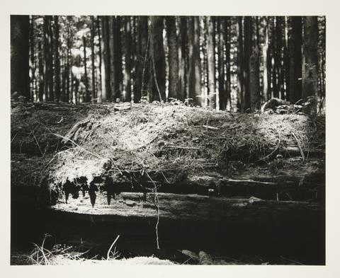 Robert Adams, In an industrial forest, a decaying remnant from the ancient woods, Clatsop County, Oregon, 1999–2003