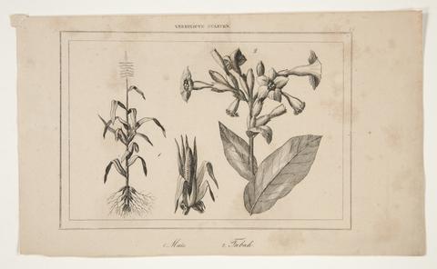 Unknown, Untitled (Study of American Agriculture), n.d.