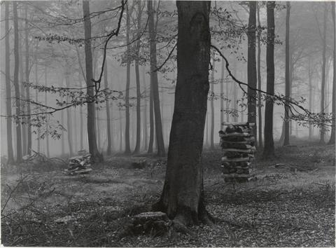 Albert Renger-Patzsch, Buchenwald... (Beech wood...), 1954