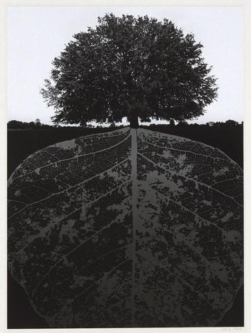 Jerry Uelsmann, Untitled (tree with leaf veins as roots), 1964