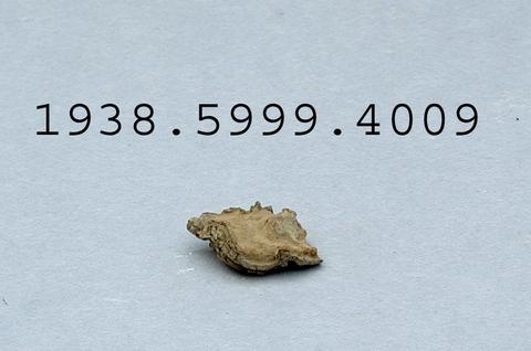 Unknown, Shell, ca. 323 B.C.–A.D. 256