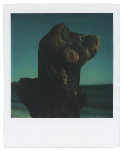 Walker Evans, Untitled [Driftwood], 1973–74