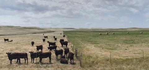 William S. Sutton, Cows and Pasture, Goshen County, from the series Susurrations: the Wyoming Grasslands Photographic Project, 2013