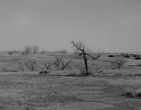 Robert Adams, Untitled (leafless trees in field), 1970–74