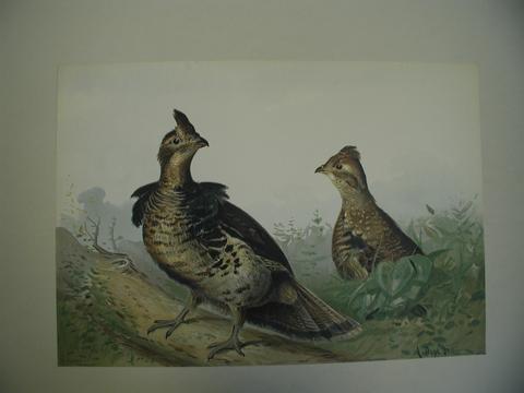 Alexander Pope Jr., Ruffed Grouse, from the series Upland Game Birds and Waterfowl of the United States, 1877–1878
