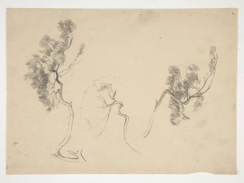 Edwin Austin Abbey, Sketches of branches, n.d.