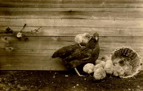 Richard Tepe, Dwarf Buff Plymouth Rock Hen with Chicks, 1900–1952