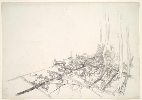 Edwin Austin Abbey, Sketch of vines in a trellis, n.d.