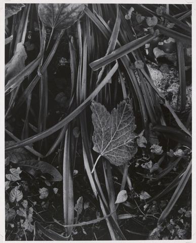 Paul Strand, Fall in Movement, Orgeval, France, from Paul Strand: Portfolio Four, 1973, printed 1976–77