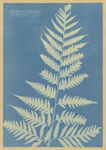 Anna Atkins, Dichsonia arborescens, Jamaica, ca. 1850