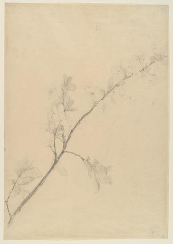 John Henry Twachtman, Flowering Branch, n.d.