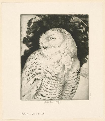 Emerson Tuttle, Portrait: Snowy Owl, 1934