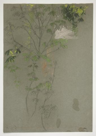Edwin Austin Abbey, Sketch of leafing tree branches, n.d.