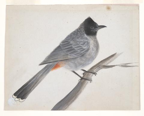 Unknown, Red-vented Bulbul on a Branch, late 19th or 20th century