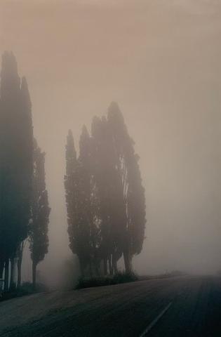 Joel Meyerowitz, Trees, Morning Fog, from the portfolio Toscana, 1996