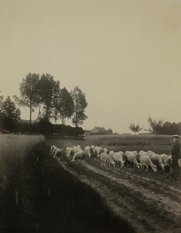 Richard Tepe, Sheep Herd in Heythuysen (Limburg), 1900–1952