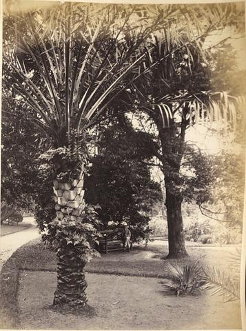 Unknown Photographer, Botanic Gardens, Sydney, N. S. W. (New South Wales), from the album [Sydney, Australia], ca. 1880s
