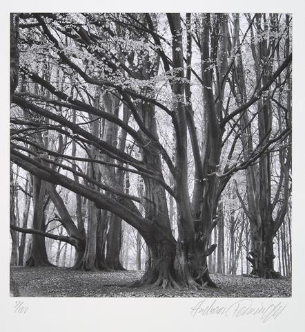 Andreas Feininger, European beech, fagus sylvatica Linné, from the portfolio Volume III: Trees, 1962, printed later