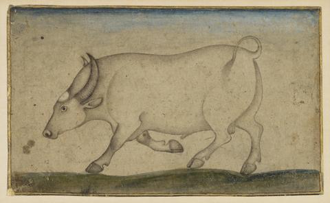 Unknown, Pen drawing of a bullock, ca. 1770–1800